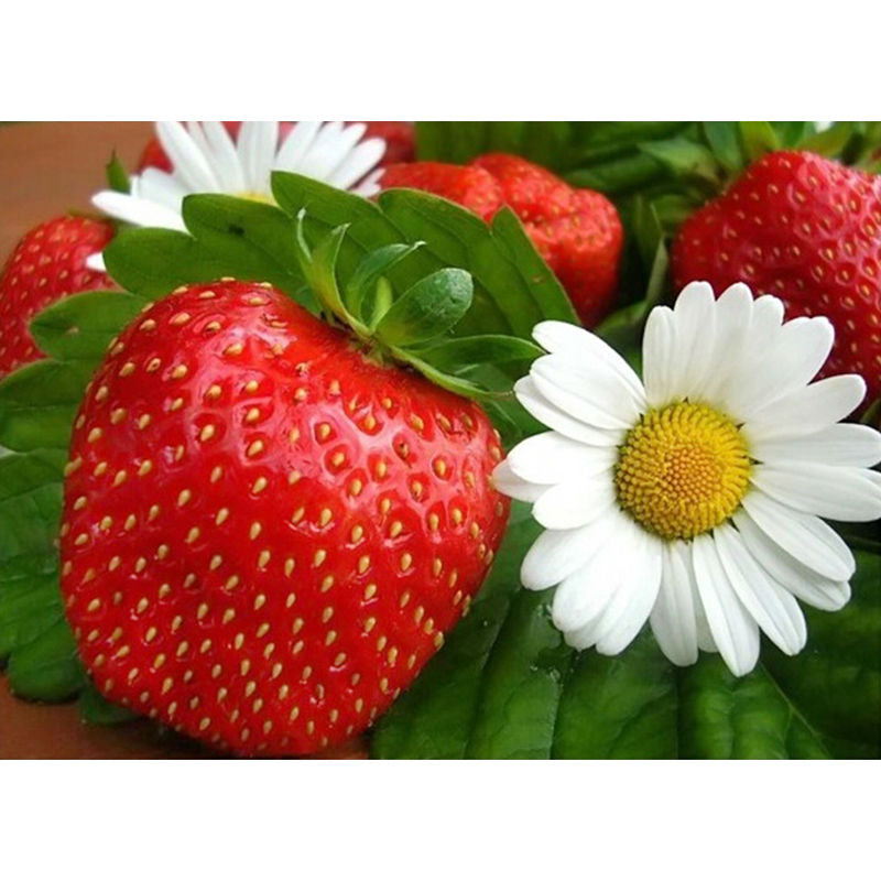 Strawberry white Flowers Fruit Diamond Painting