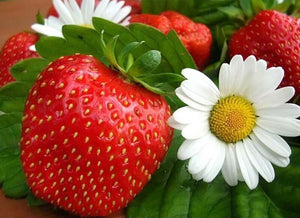 Strawberry white Flowers Fruit Diamond Painting