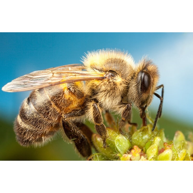 Hard-Working Bee Diamond Painting